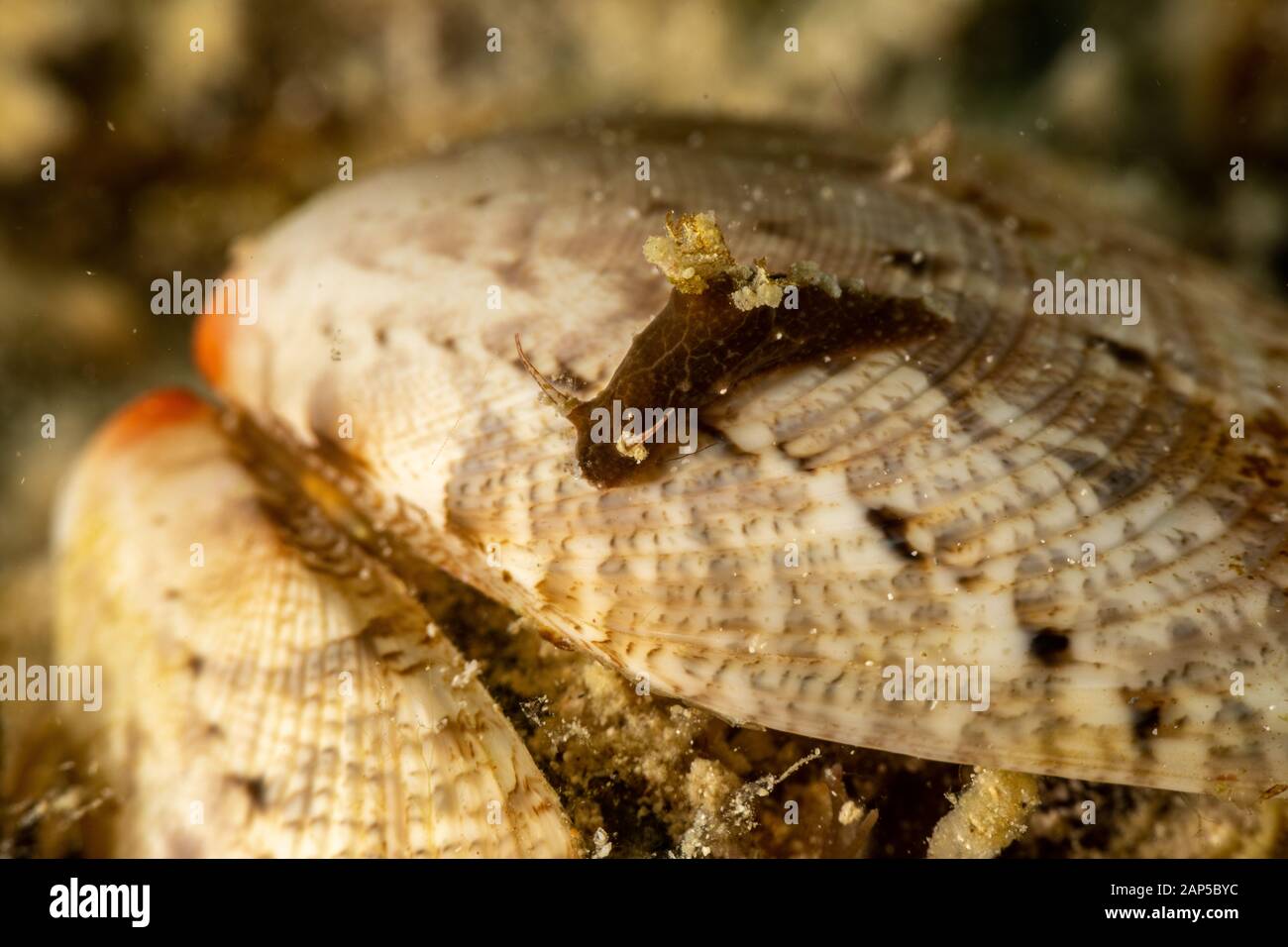 The most beautiful underwater snails of the Indian and Pacific Ocean