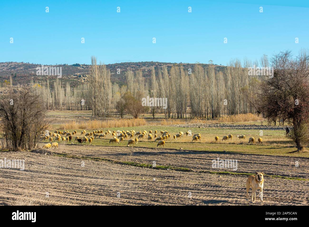 Türkei, Provinz Afyonkarahisar, Schafherde bei Döger Stock Photo