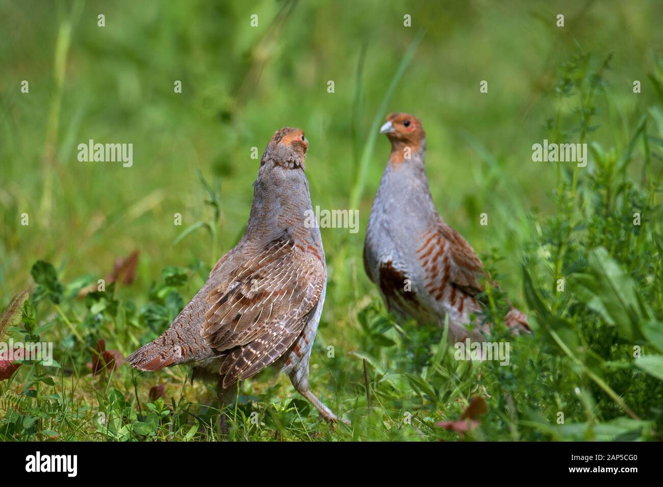 Two territorial male grey partridges / English partridge cocks / huns ...