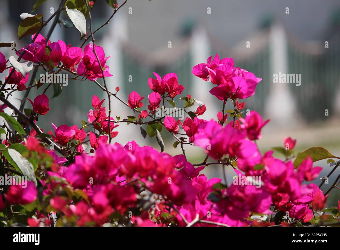 Bougainvillea commonly known as Kagoji flower or Paper flower  & is native to India to South America from Brazil west to Peru and south to Argentina. Stock Photo