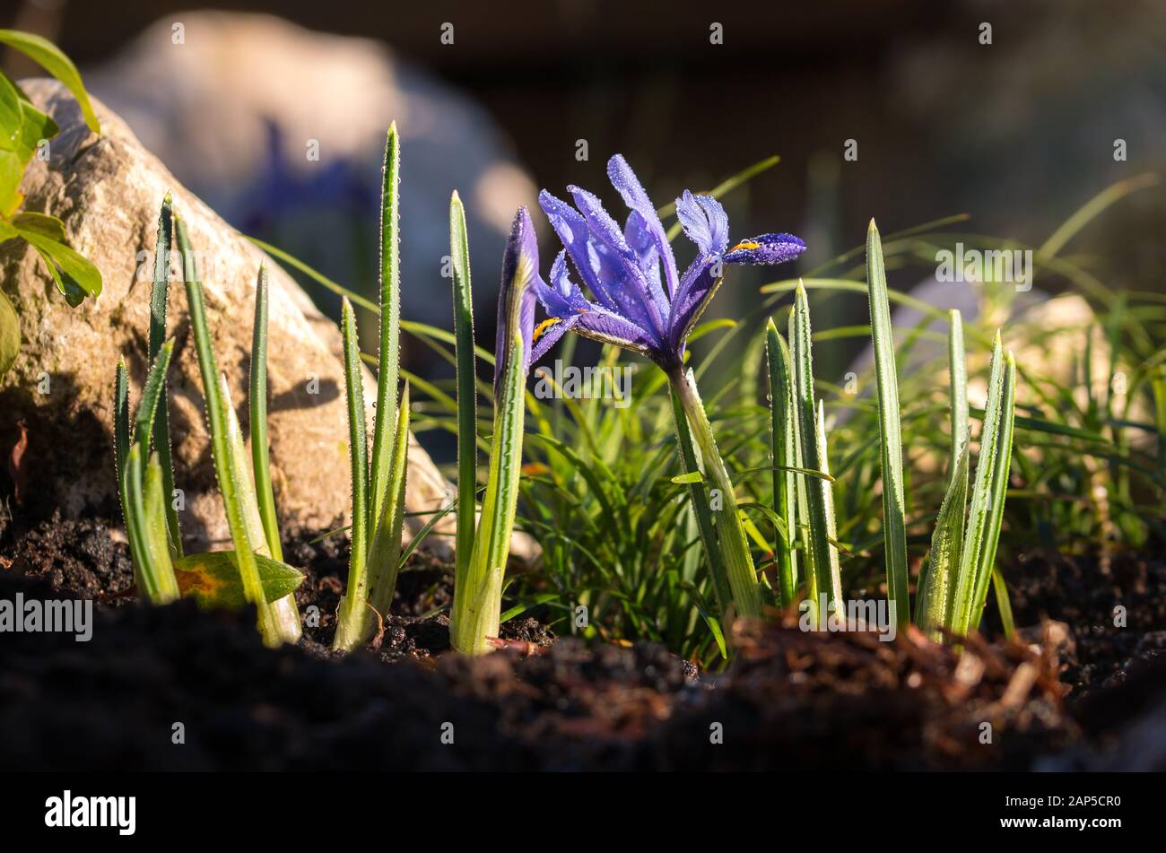 iris reticulata Stock Photo
