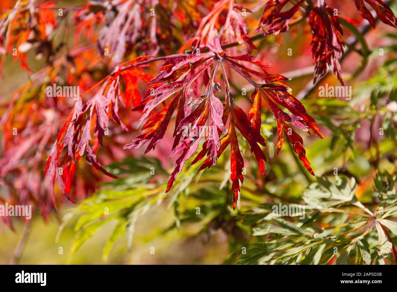 Acer leaves turn red, Garden House visit in the autumn to catch the seasonal colours Stock Photo