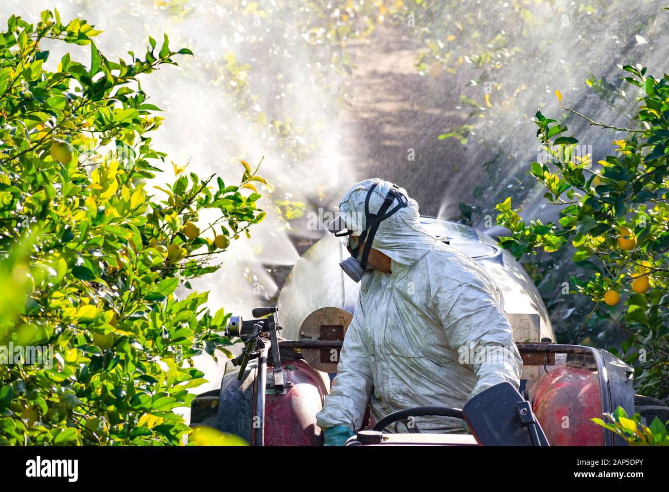 Tractor spraying pesticide and insecticide on lemon plantation in Spain