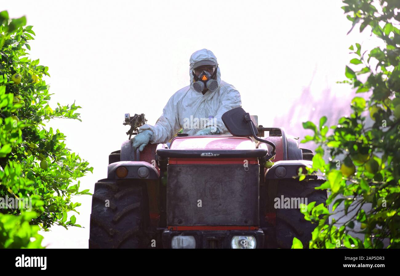 Tractor spraying pesticide and insecticide on lemon plantation in Spain