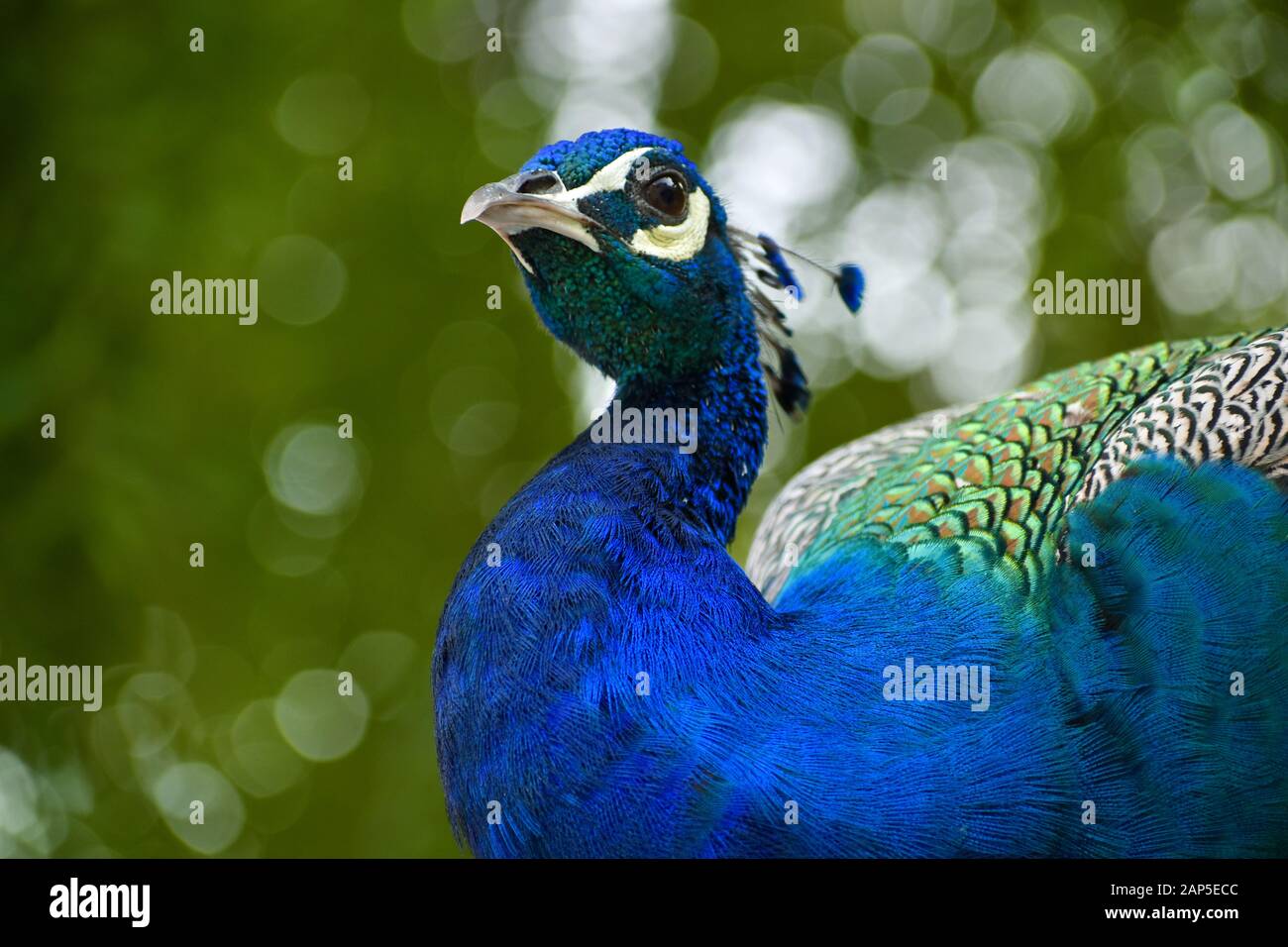 Indian peacock hi-res stock photography and images - Alamy