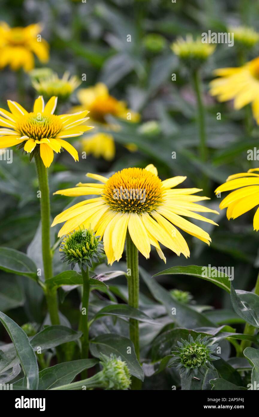 Echinacea purpurea Sombrero Lemon Yellow Improved flower. Coneflower in an herbaceous border. Stock Photo