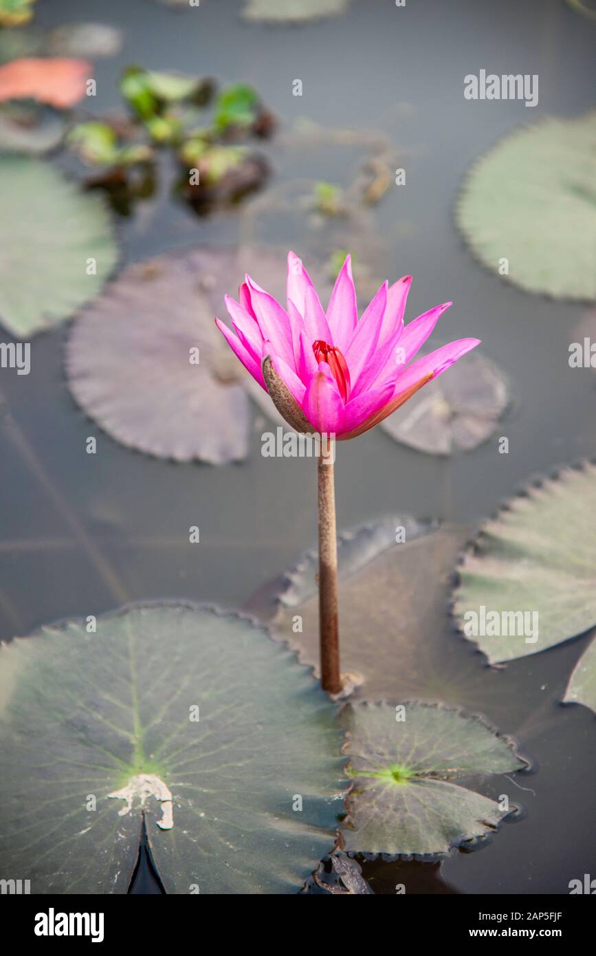 water lily lotus flower and leaves Stock Photo - Alamy