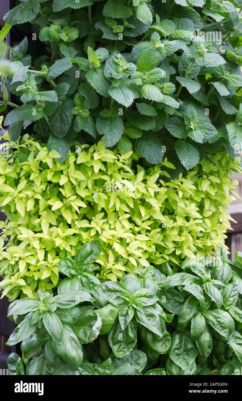 Basil herbs hires stock photography and images Alamy