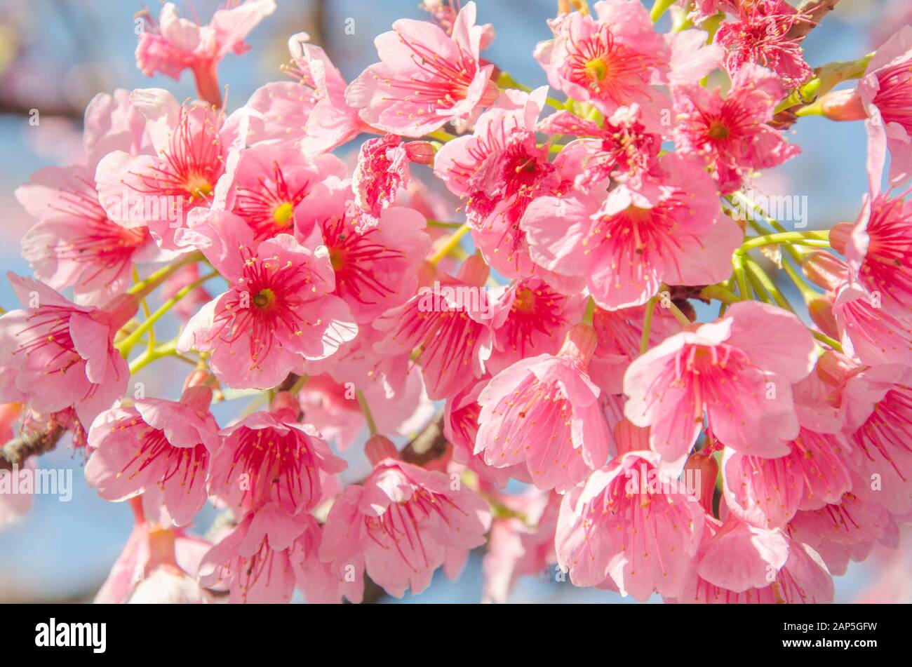 Cherry blossom, flowers of sakura, Japanese cherry tree, in the Japanese Garden of Buenos Aires, Argentina Stock Photo