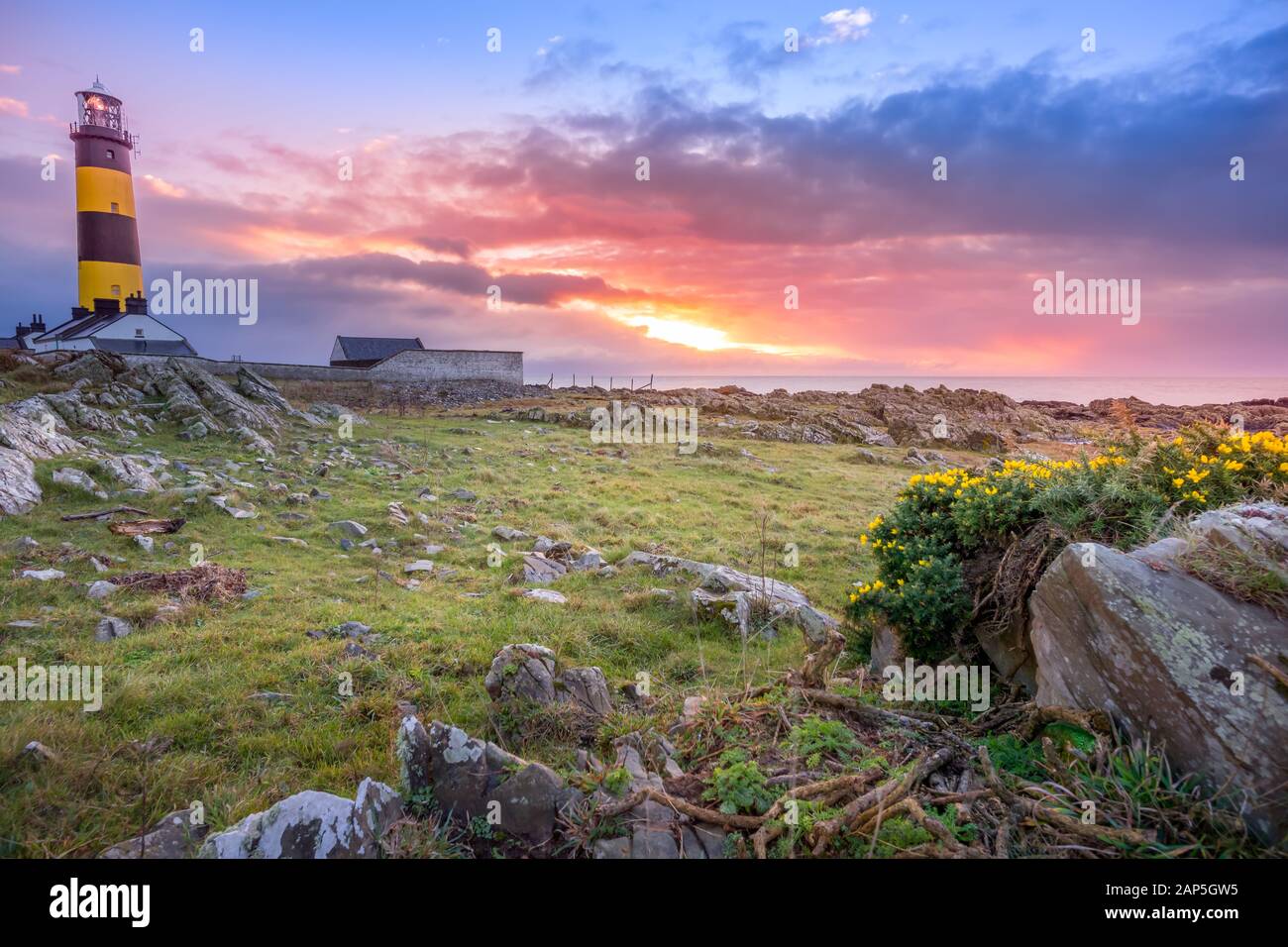Amazing sunrise at St. Johns Point Lighthouse in County Down, Northern Ireland. Rocks and flowers on coastline. Stock Photo