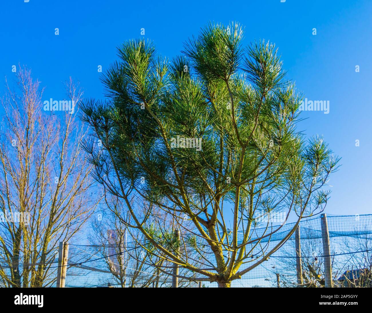 italian stone pine tree, evergreen plants, popular tropical tree specie