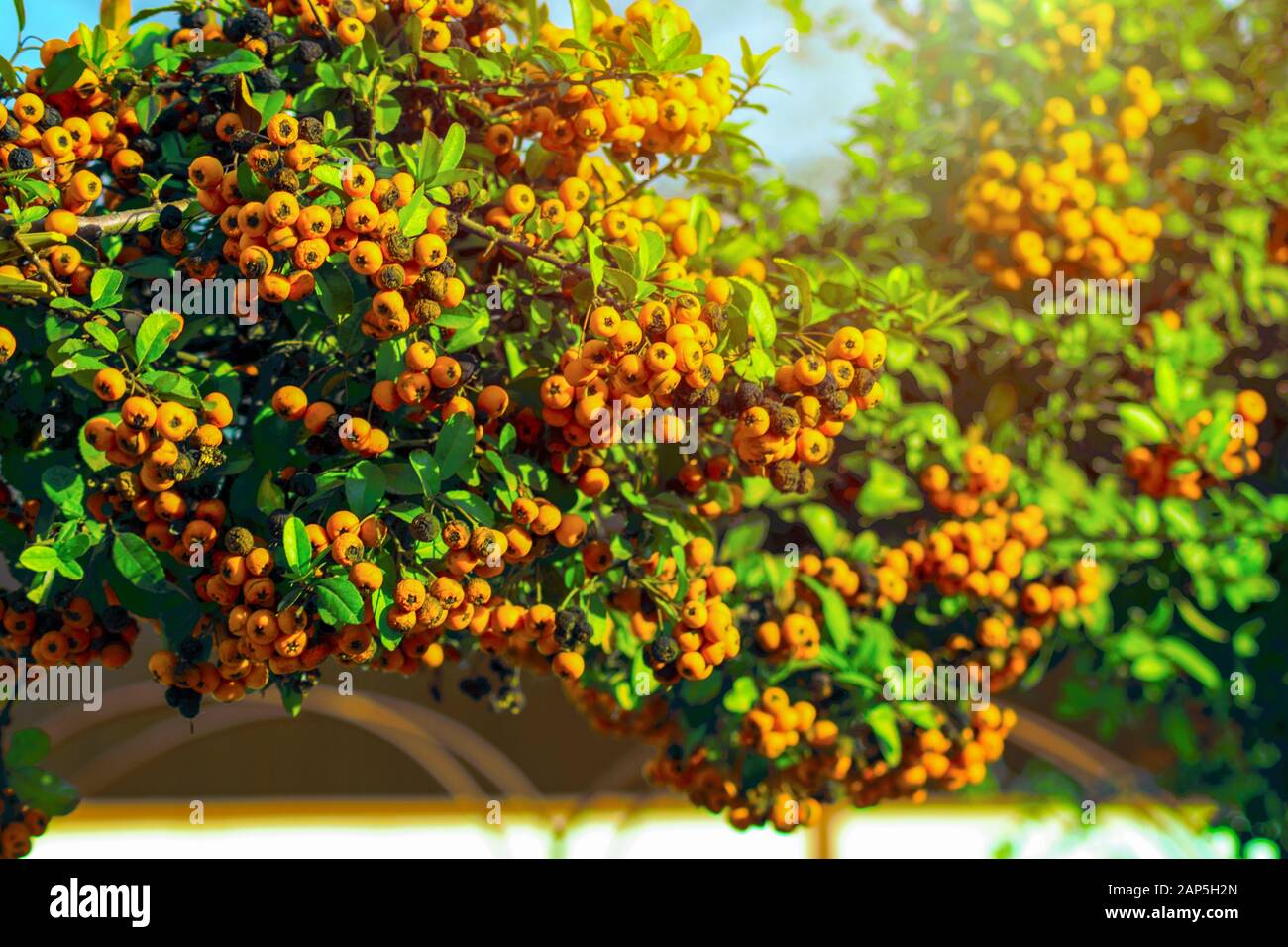 Pyracantha ( firethorn ) attractive orange berries. Gardening. decoration. design. Orange bright berries with sunlight close-up Stock Photo