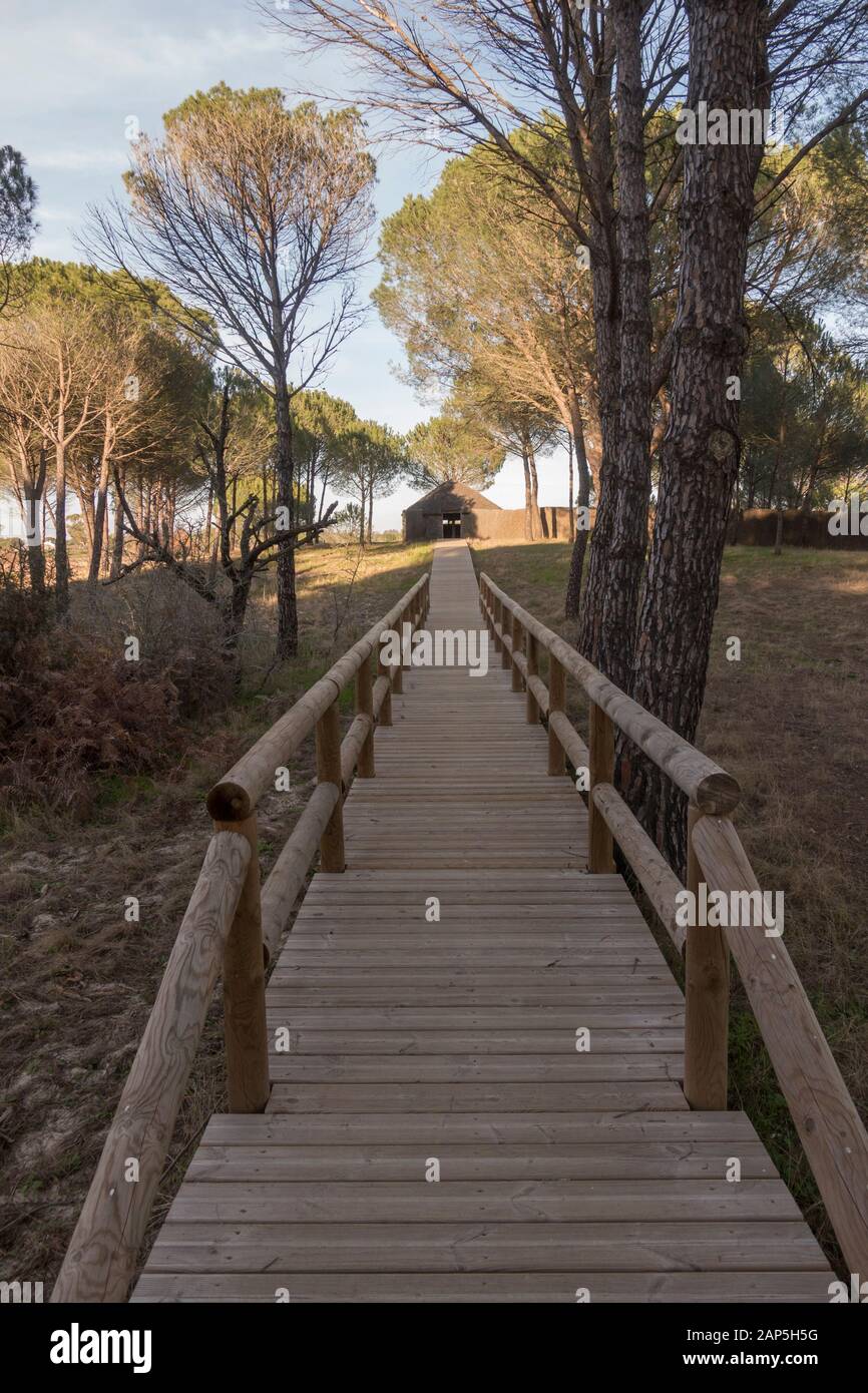 Wooden walkways leading to bird hide in Doñana National Park, La Rocina Visitor Centre, Huelva, Andalucia, Spain. Stock Photo