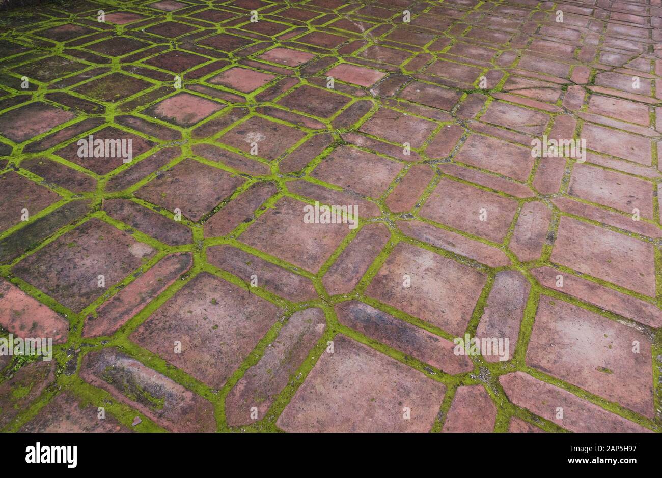 Moss between pavers hires stock photography and images Alamy