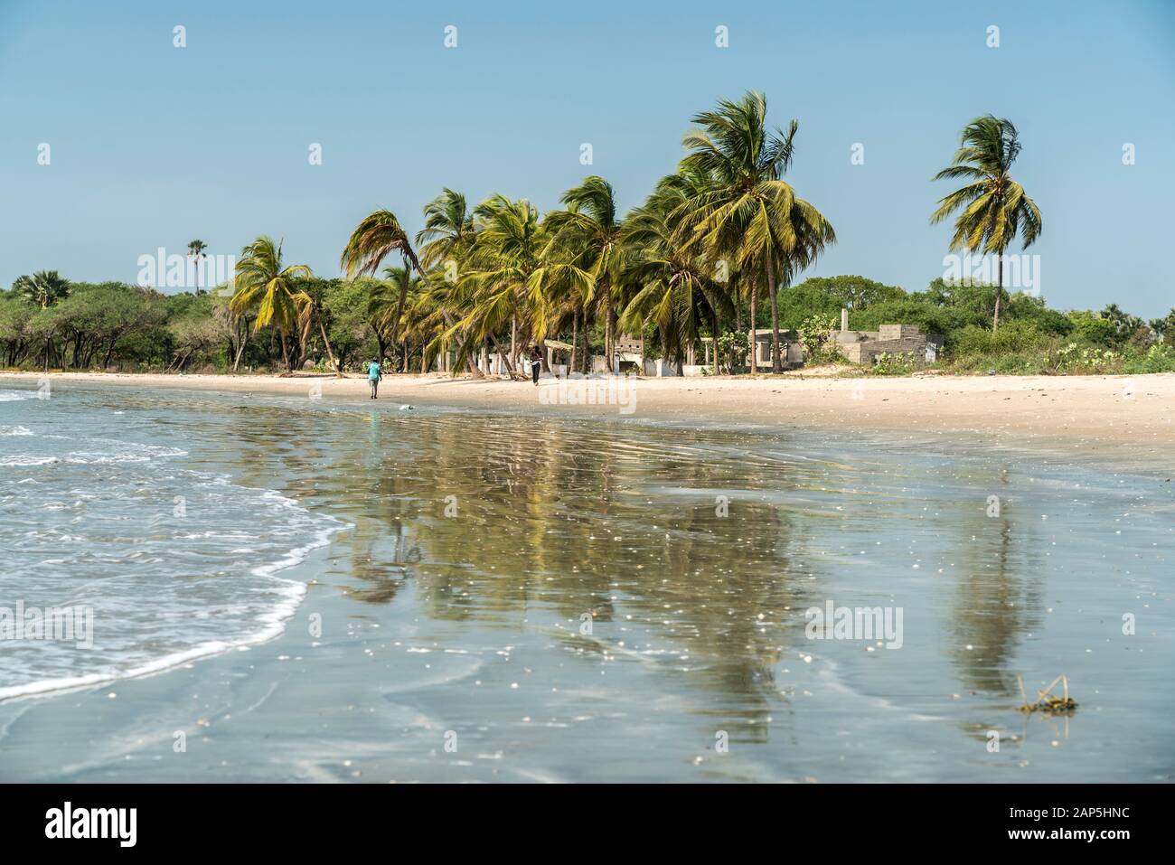 Palmen am Strand von Sanyang, Gambia, Westafrika  | palm trees at the beach  Sanyang, Gambia, West Africa, Stock Photo