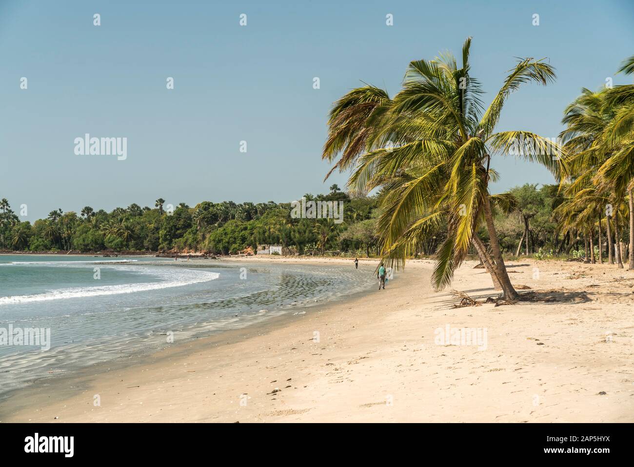 Palmen am Strand von Sanyang, Gambia, Westafrika palm trees at the