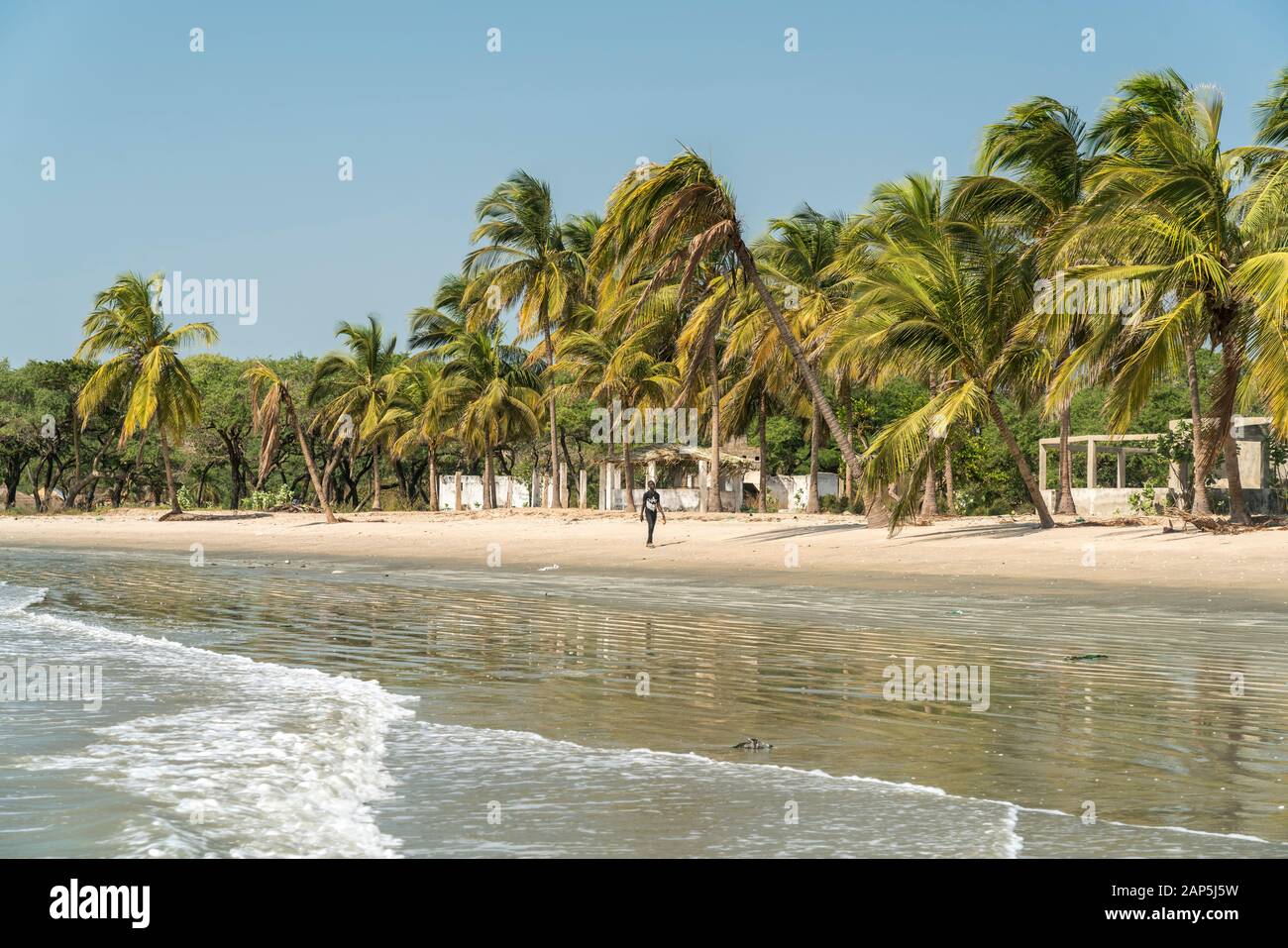 Palmen am Strand von Sanyang, Gambia, Westafrika palm trees at the
