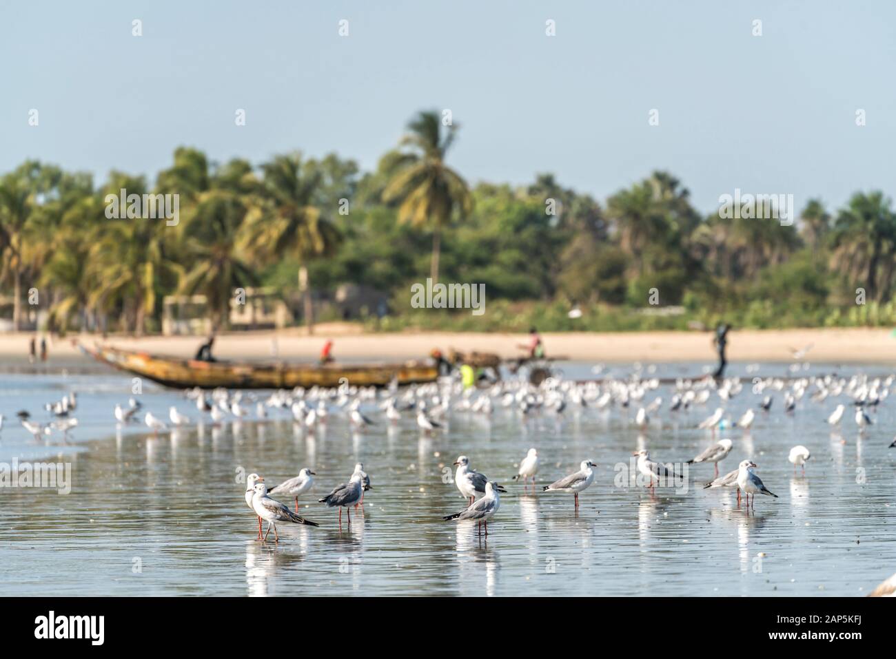 Ein Schwarm Möwen am Strand von Sanyang, Gambia, Westafrika flocks of