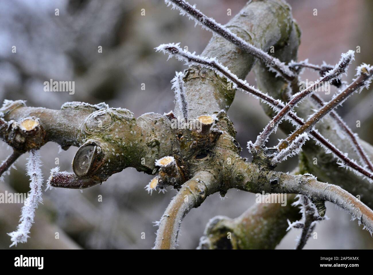 frost on a pruned fresh pruned apple tree in january image Stock Photo
