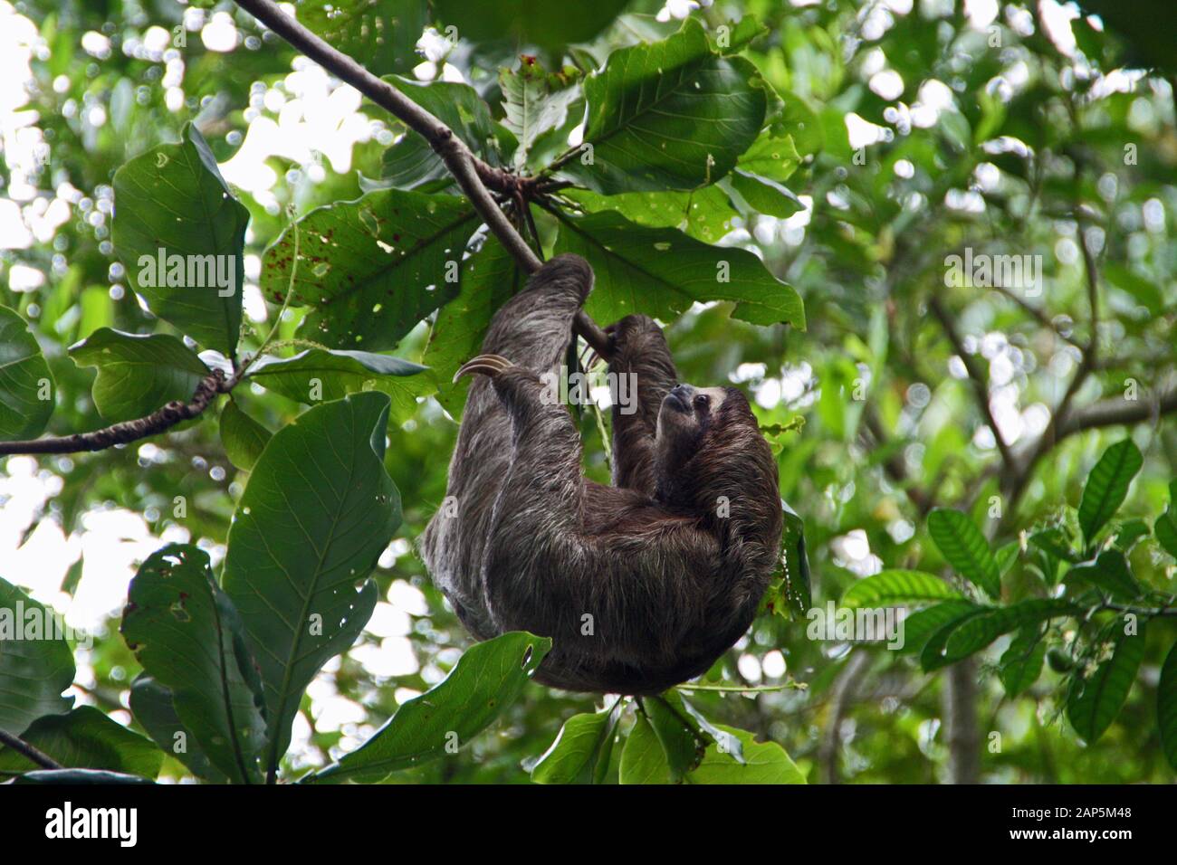 hanging sloth in Costa Rica wildlife Stock Photo