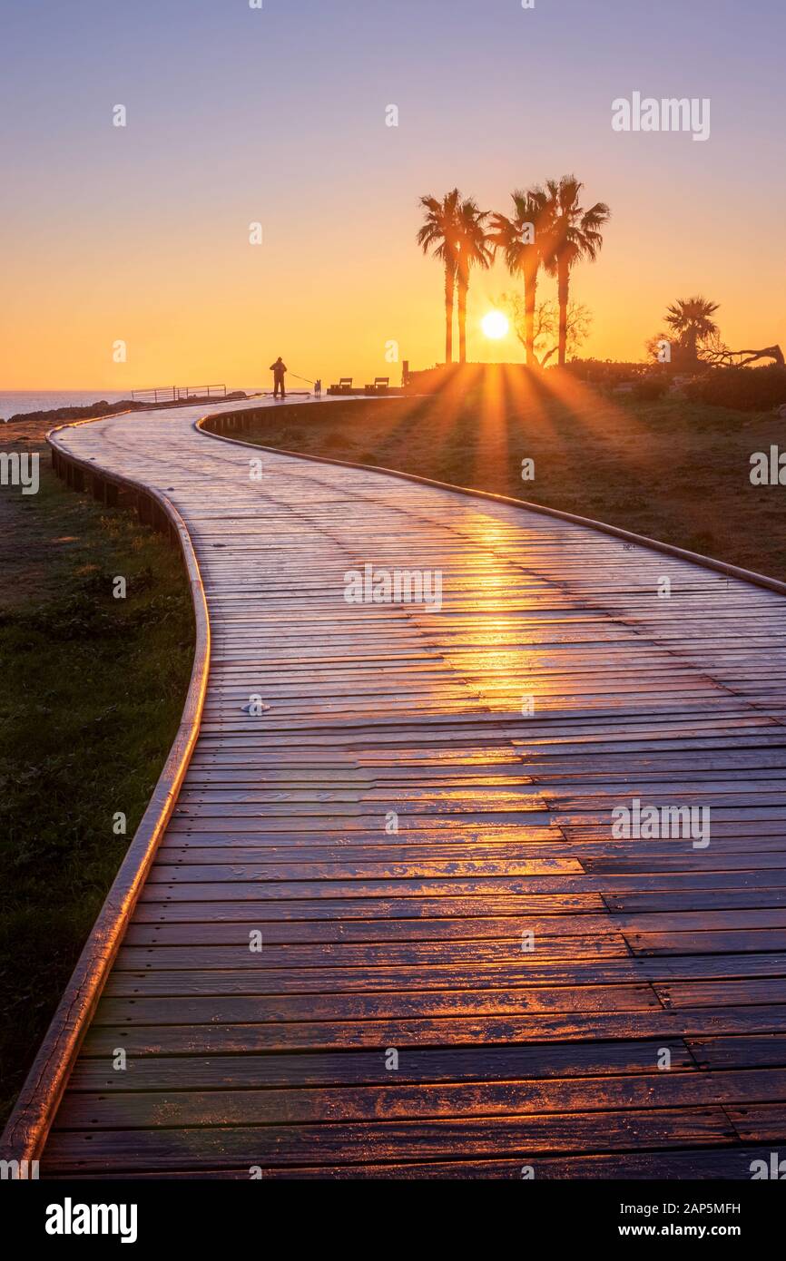 Wooden boardwalk at sunrise, lone figure walking a dog, with sun beams and palm trees, Sa Coma, Mallorca, Spain. Stock Photo