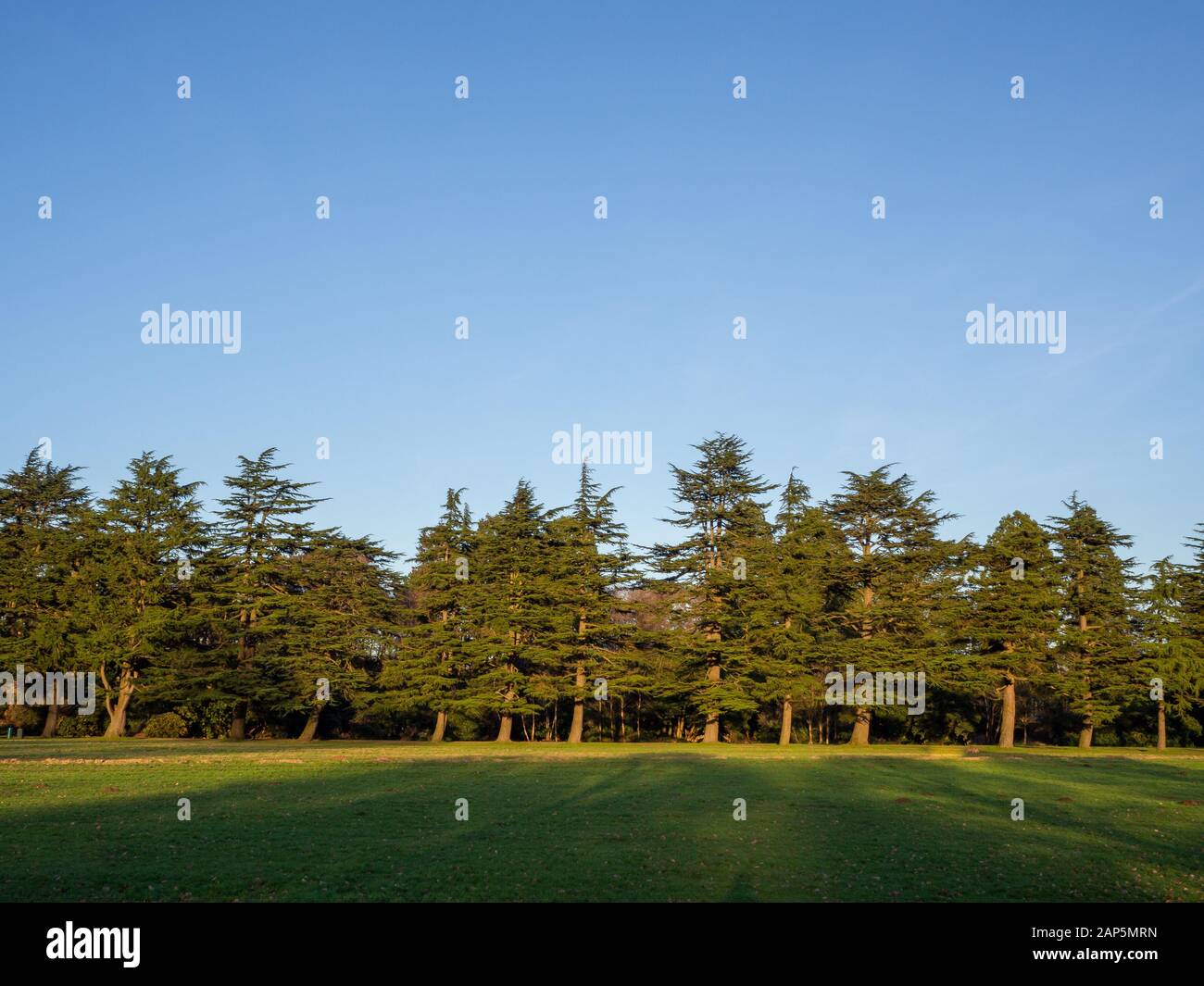 Row of big trees hi-res stock photography and images - Alamy