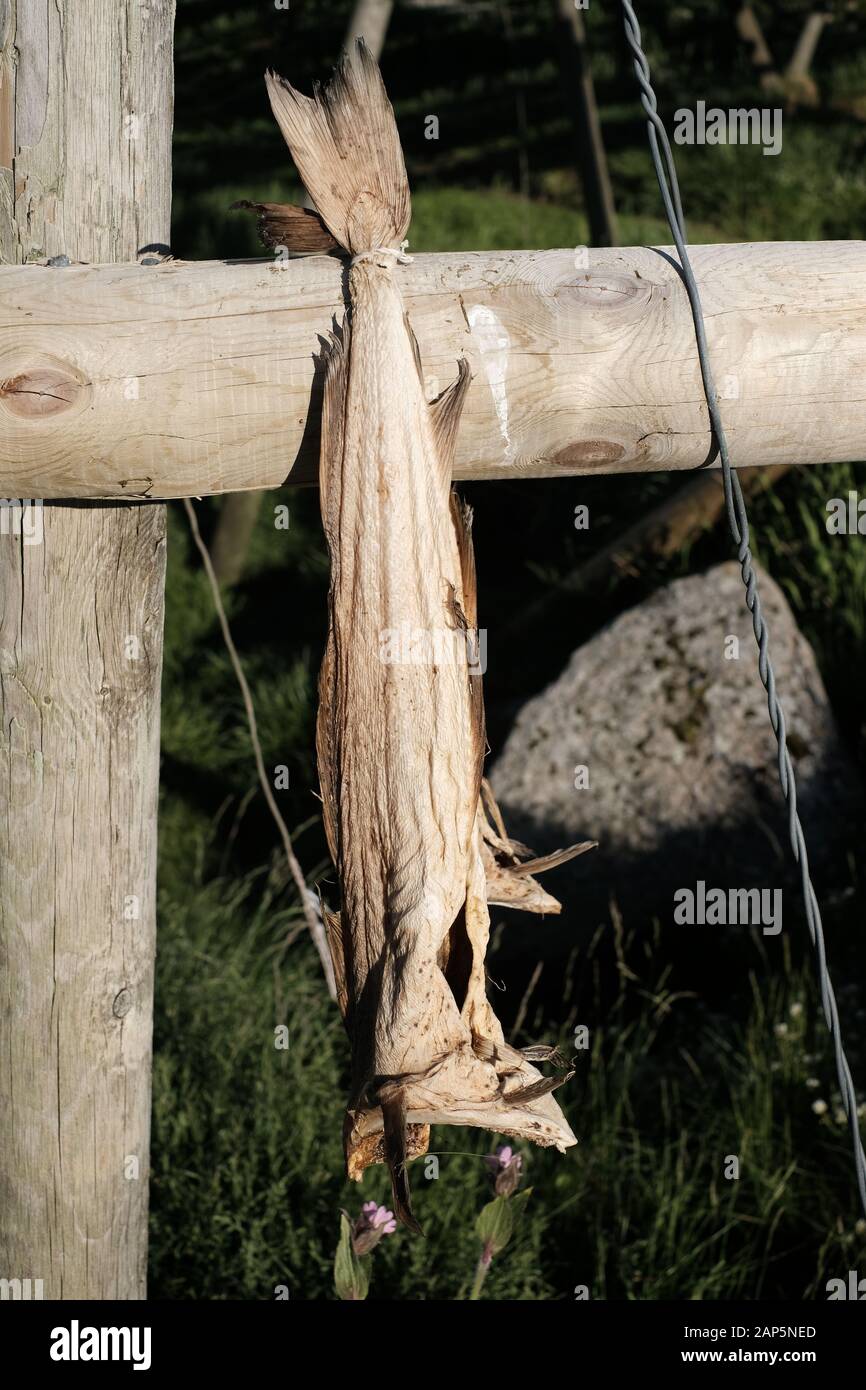 Norway Fish High Resolution Stock Photography and Images - Alamy