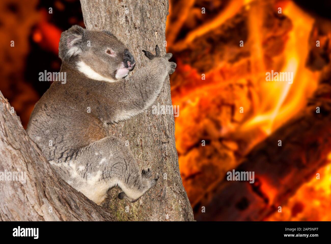 Koala australia wildfire hi-res stock photography and images - Alamy