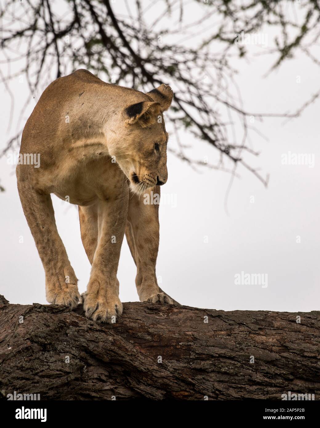 Lioness scanning the area from a tree branch in Tanzania. Stock Photo