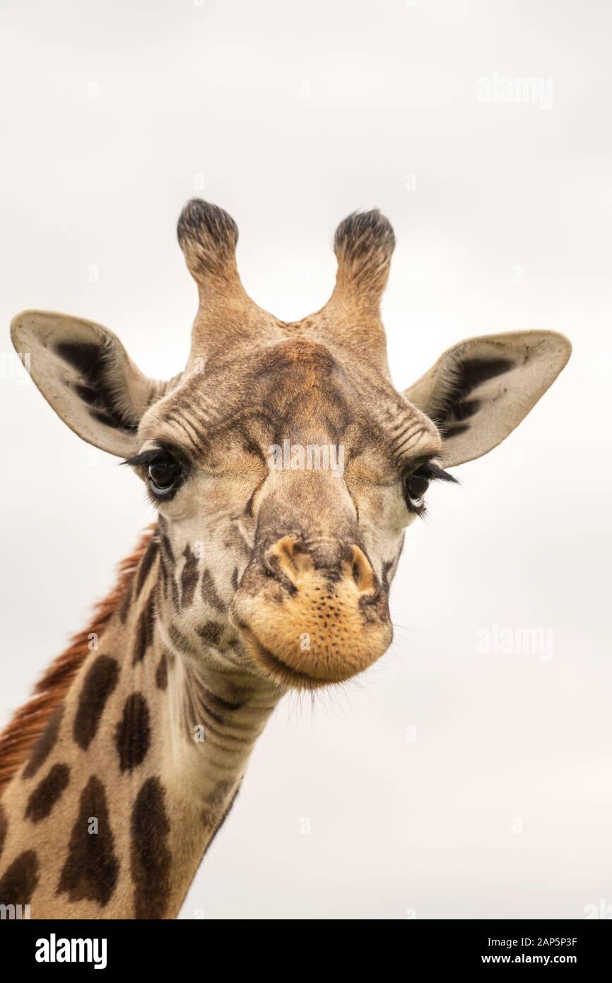 Head shot portrait of a giraffe with a white background in Tanzania. Stock Photo