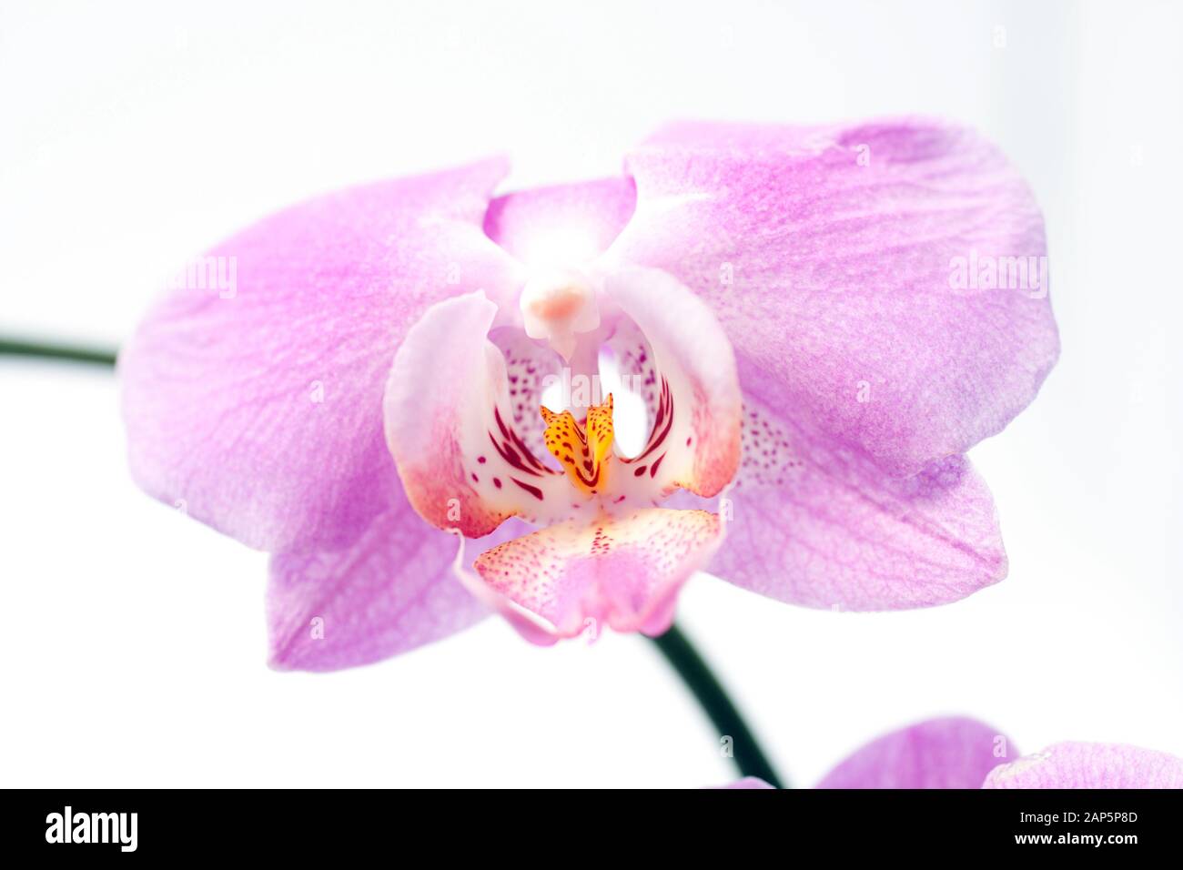 Close up shot of an orchid. Stock Photo