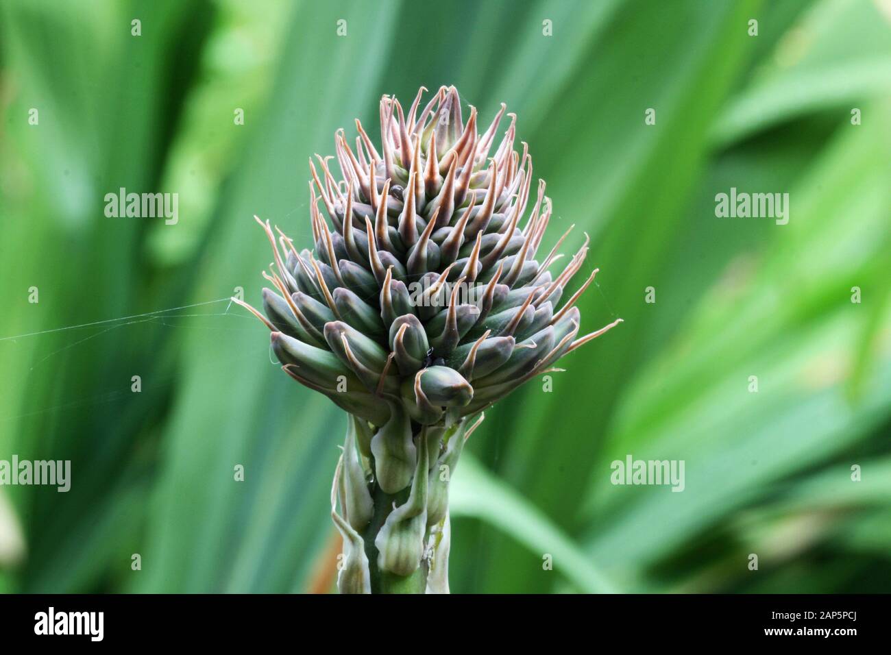 aloe saponaria Stock Photo - Alamy