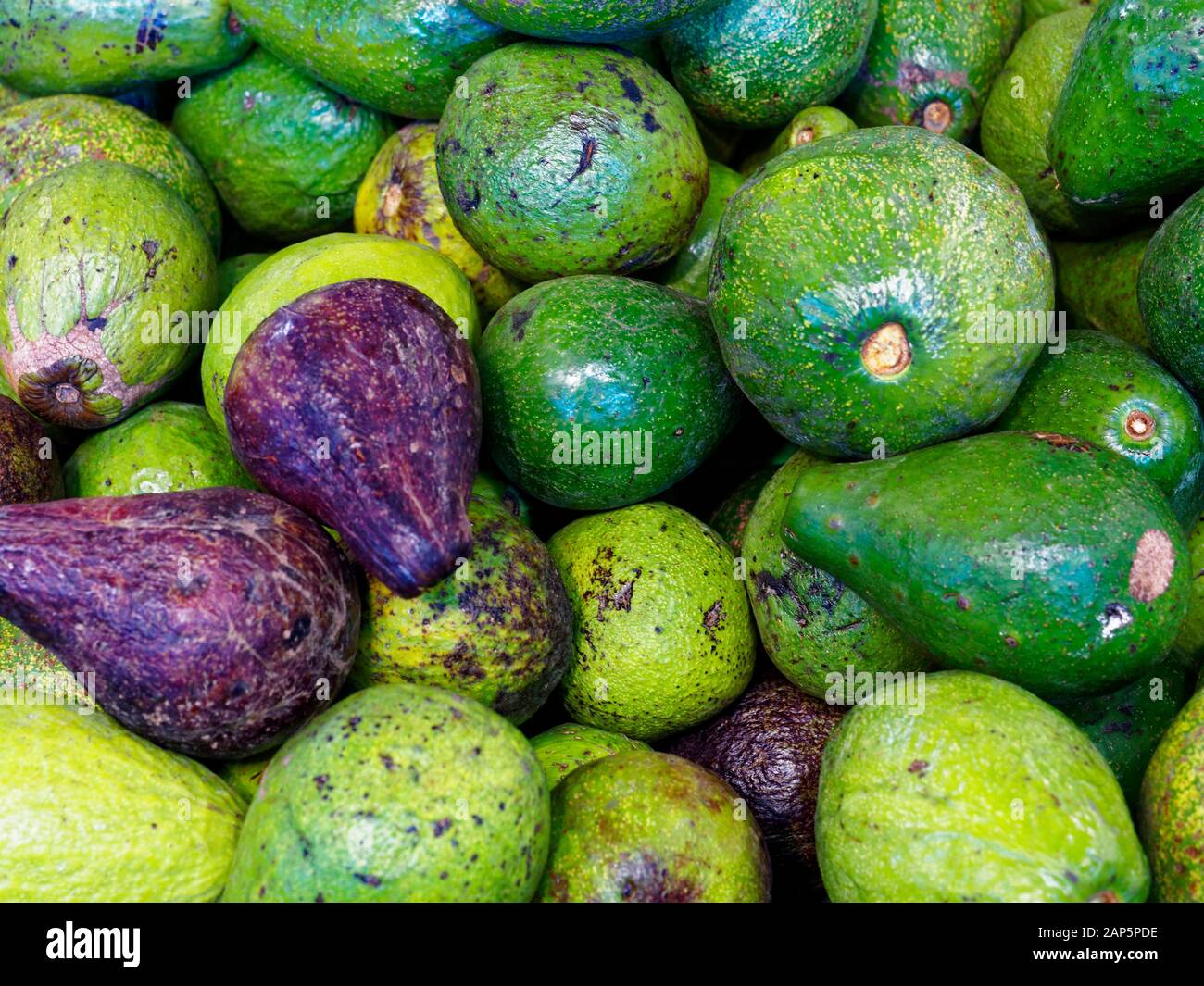 Street fruits market, Avocado fruit, Yogyakarta, Jawa, Indonesia , Asia