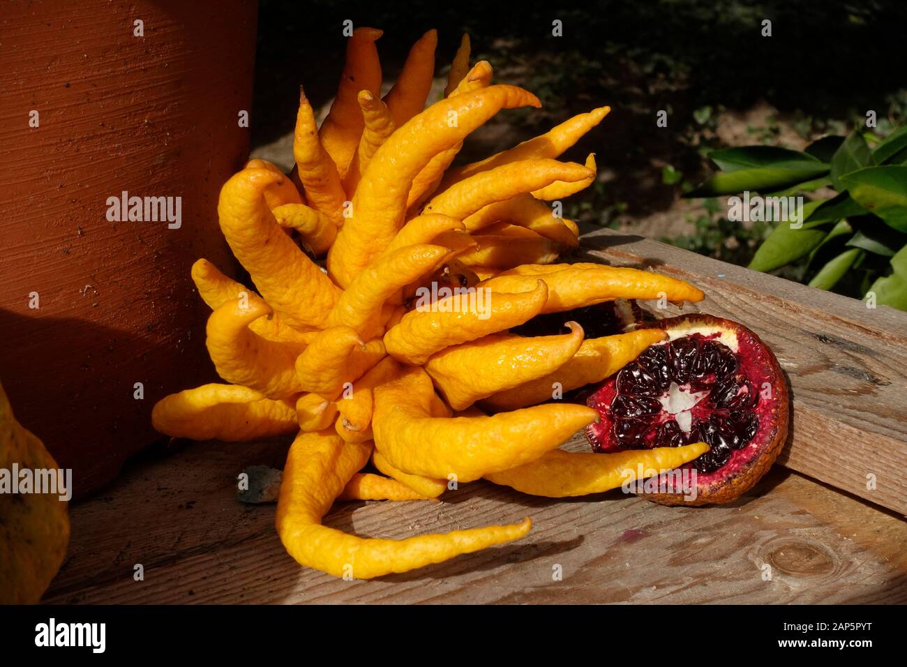 Buddha's hand, Citrus medica var. sarcodactylis, or the fingered citronThe green fair, Milan, Lombardy, Italy, Europe Stock Photo