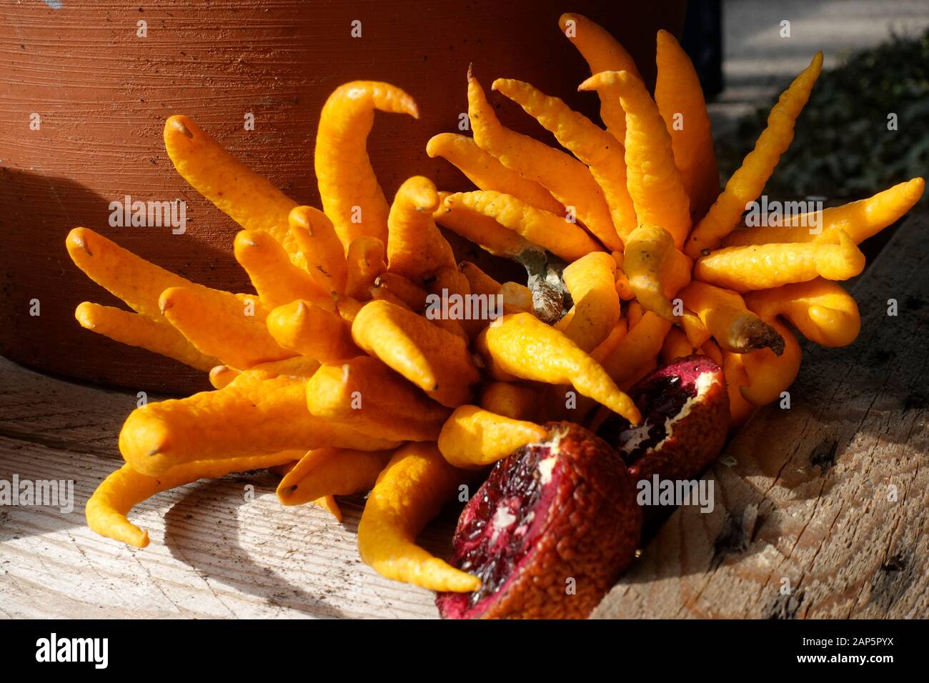 Buddha's hand, Citrus medica var. sarcodactylis, or the fingered citronThe green fair, Milan, Lombardy, Italy, Europe Stock Photo