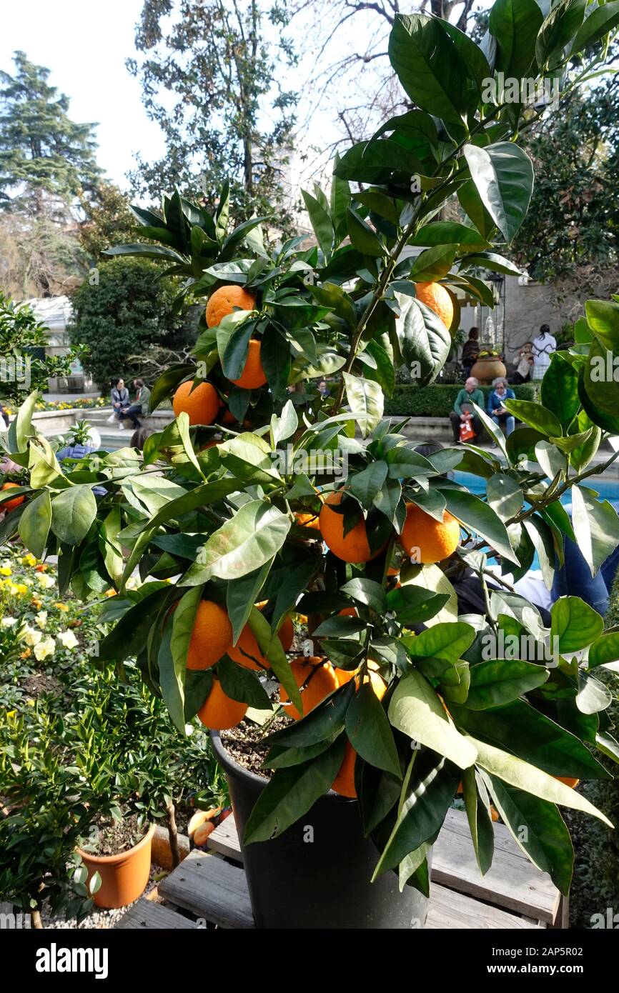 Chinotto orange, Citrus myrtifolia, The green fair, Milan, Lombardy, Italy, Europe Stock Photo
