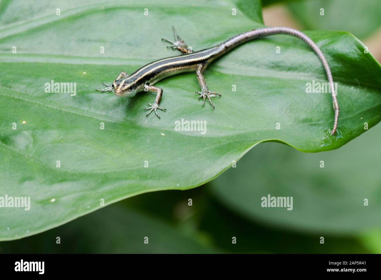 bluetail skink bluetail skink
