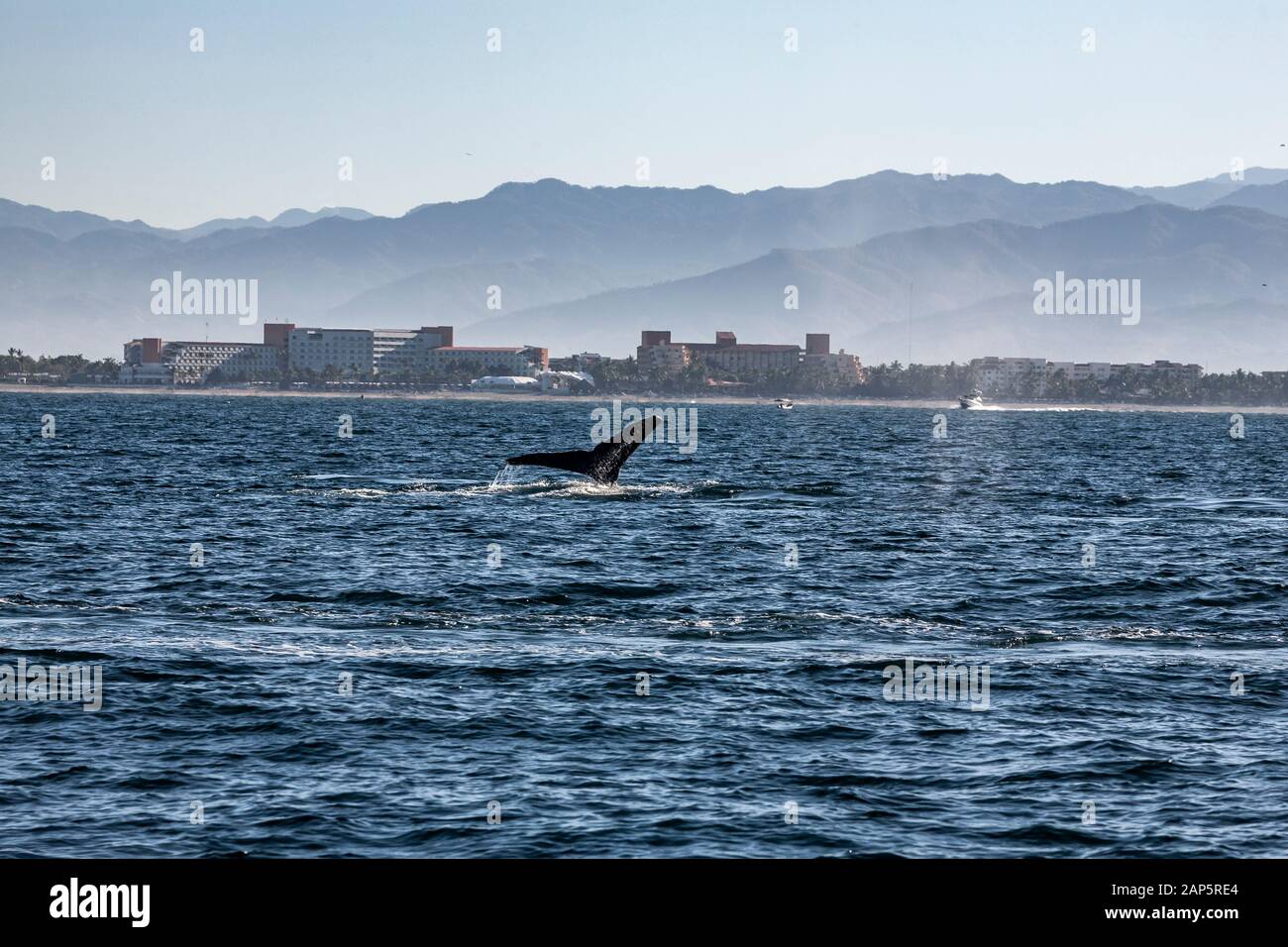 Humpback Whales Or Megaptera Novaeangliae Swimming Off The Coast