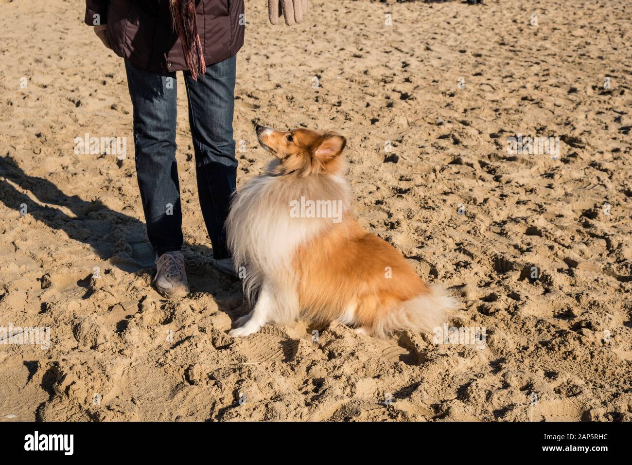 Shetland Sheepdog, sometimes known as a Sheltie, on a beach with his owner. Stock Photo