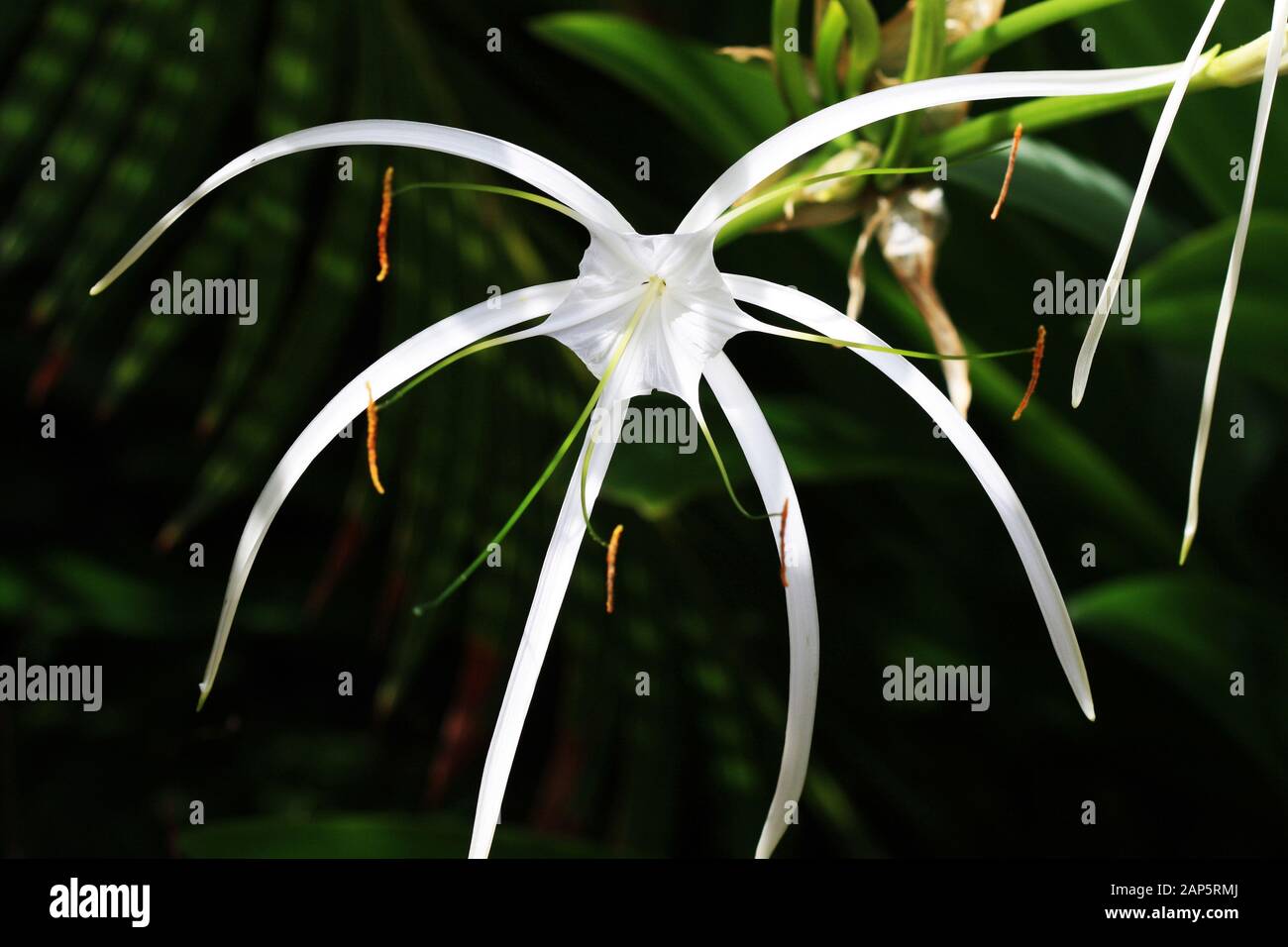 Hakenlilie crinum asiaticum Stock Photo
