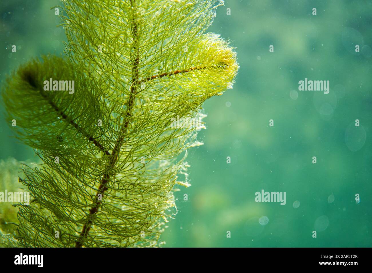 Underwater flora. Underwater Plants rivers, lakes, pond Stock Photo Alamy