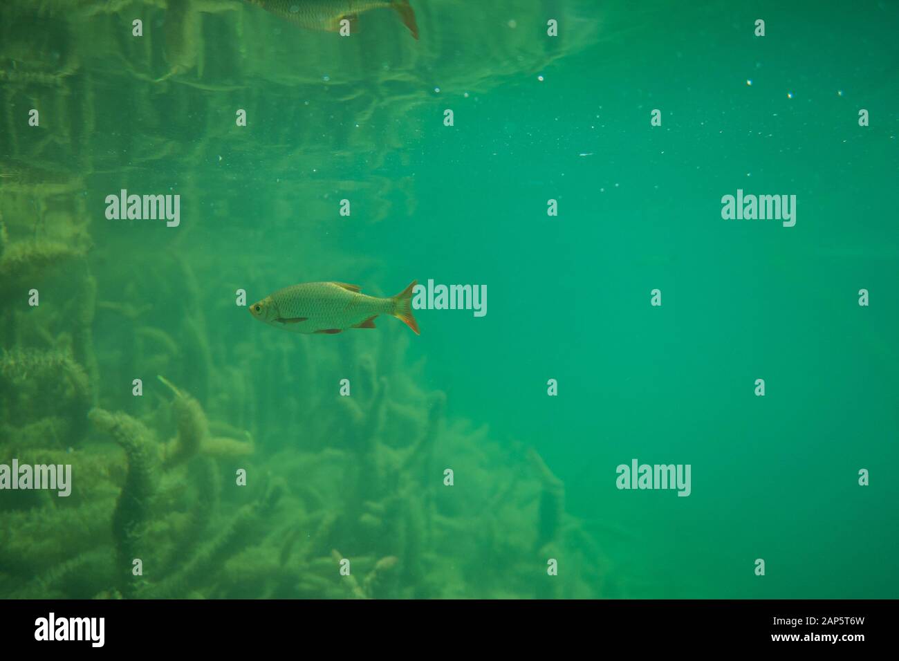 Rutilus rutilus - Roach fish in a beautiful lake in austria, underwater ...