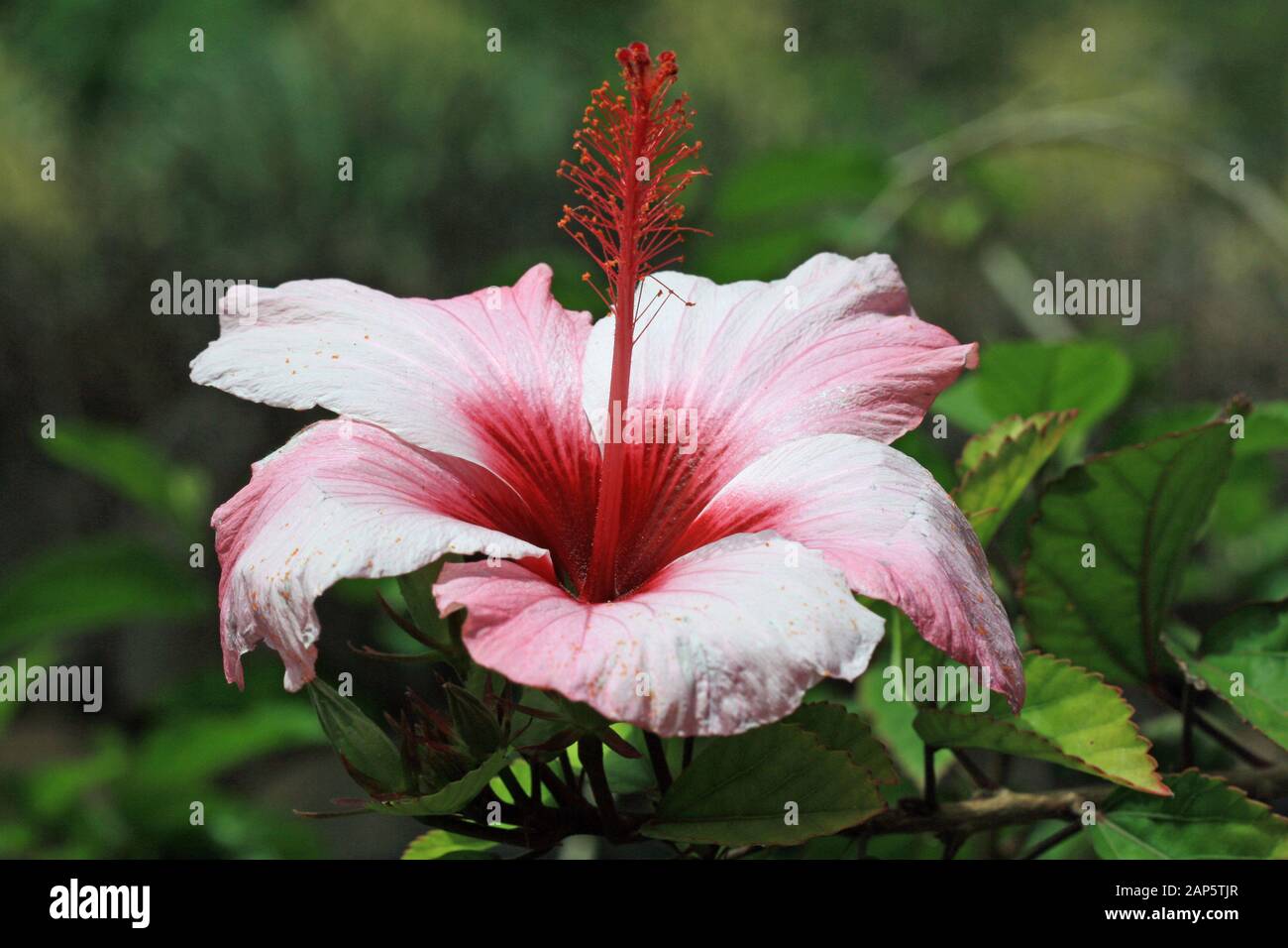 Gelber hibiscus hires stock photography and images Alamy