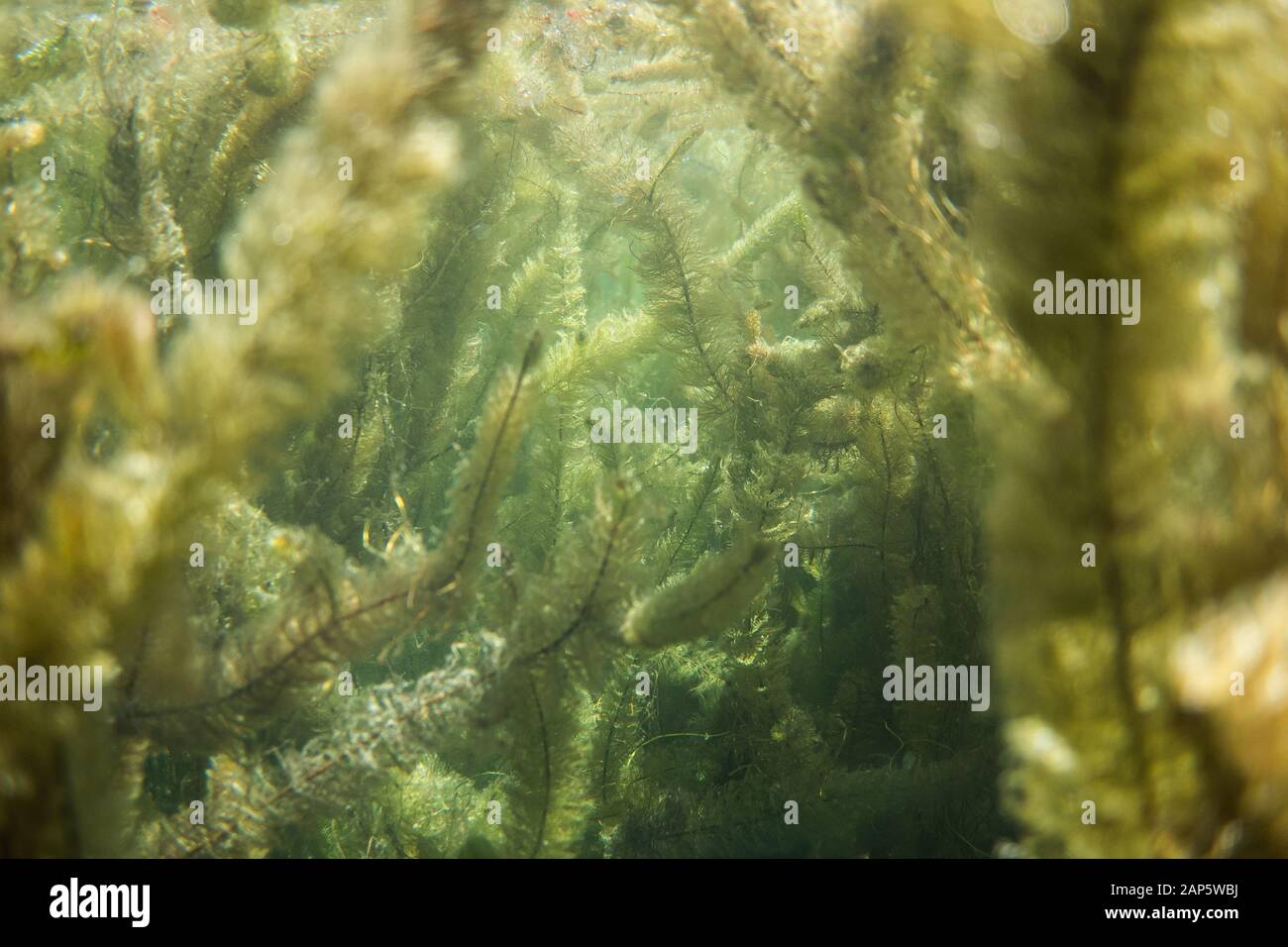 Underwater flora. Underwater Plants rivers, lakes, pond Stock Photo