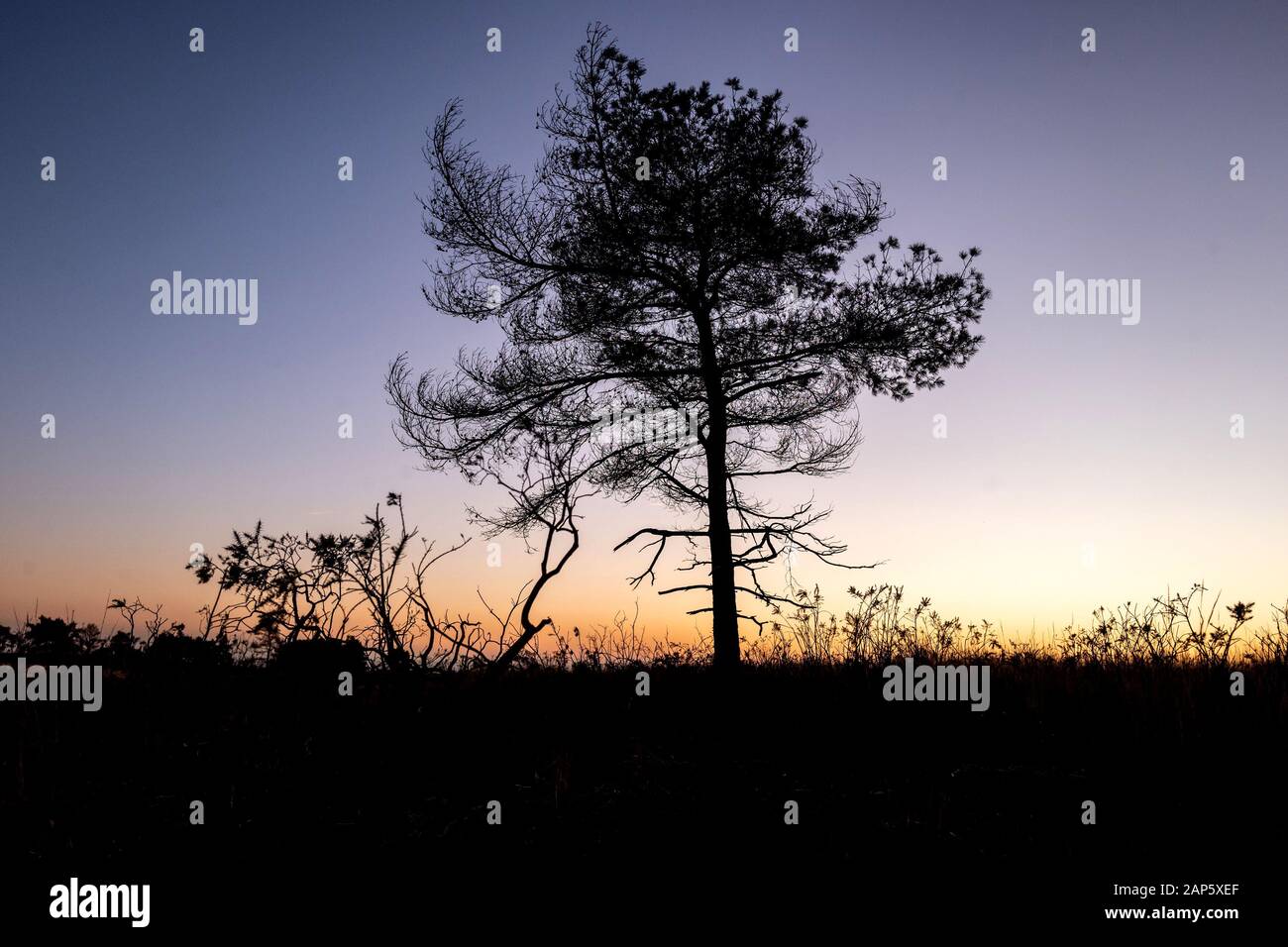 Ashdown forest sunset hires stock photography and images Alamy
