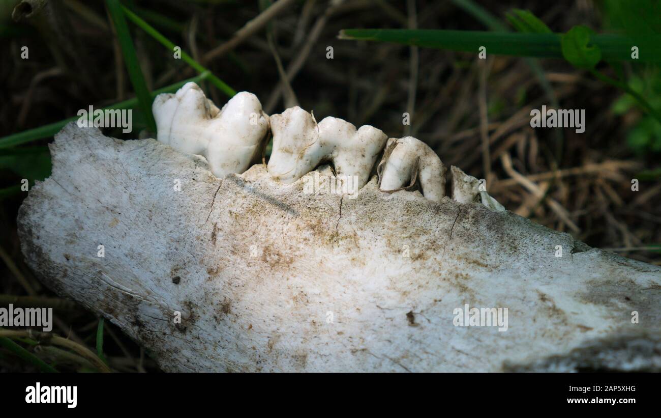 Close up view of animal teeth in a skeletal jawbone. Wear patterns on