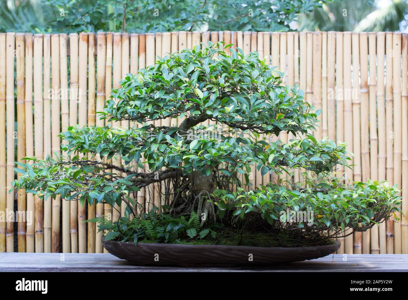 Bonsai Fig Tree High Resolution Stock Photography And Images Alamy
