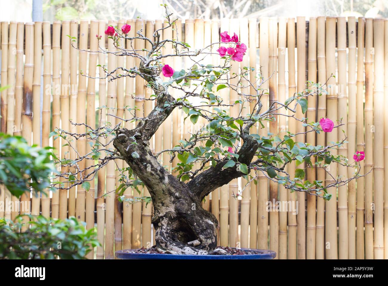 Bougainvillea glabra bonsai. Stock Photo