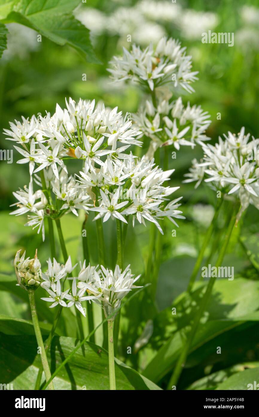 Close up of starry white florets on the flower heads of Allium ursinum, wild garlic, growing in woodland Stock Photo