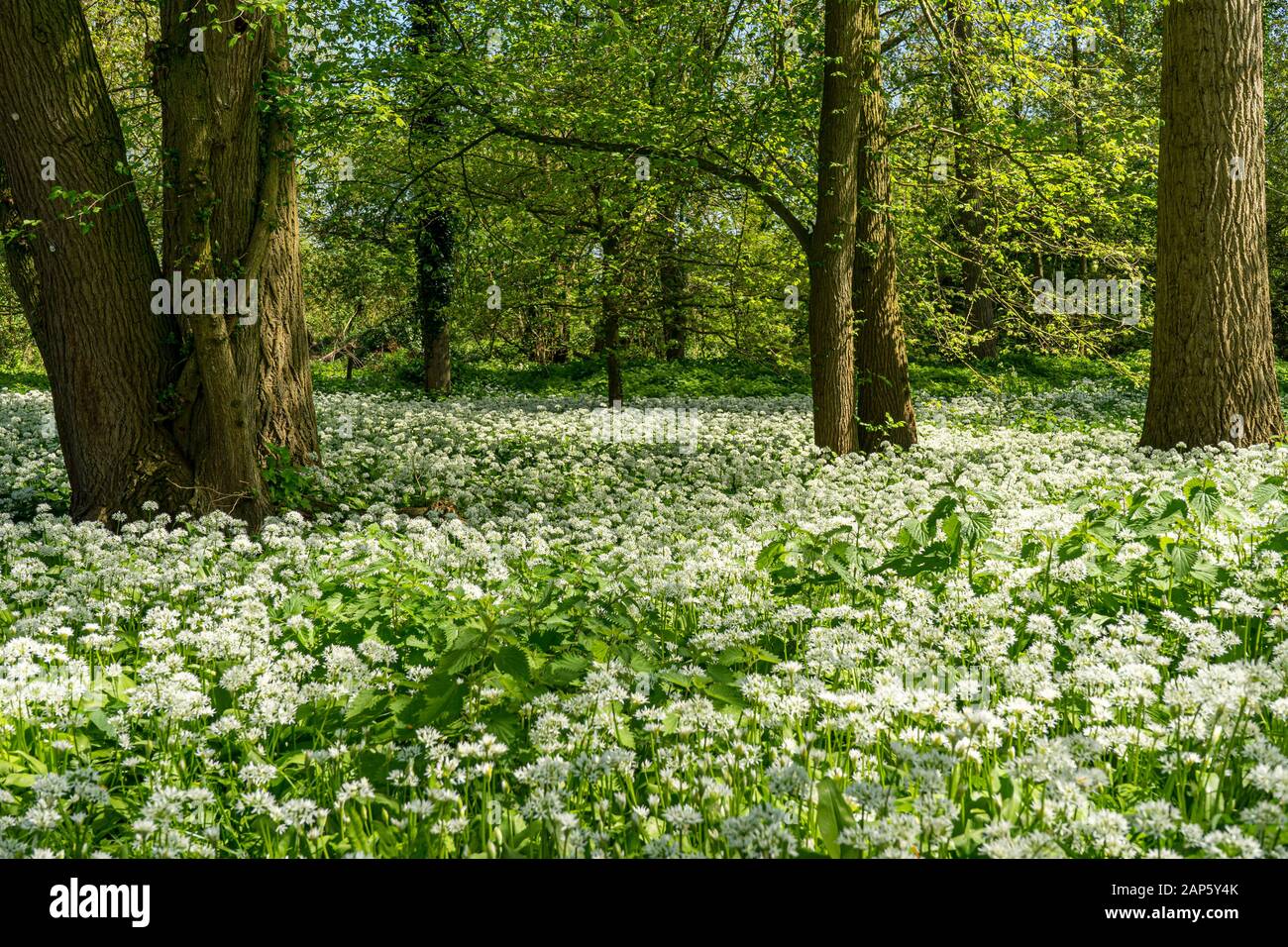 A white and green carpet of wild garlic, Allium ursinum, growing in ancient woodland in Britain Stock Photo